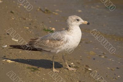 Seagull