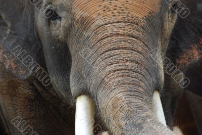 Asian Elephant B