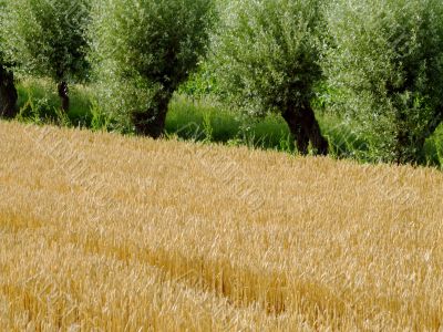 Wheat field
