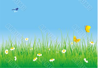 camomiles in green grass