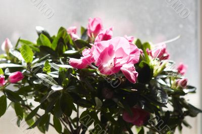 Purple flowers in sunshine at window