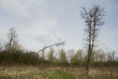 Young forest