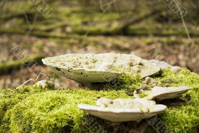 fungus