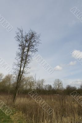 Landscape of young forest