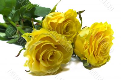 three yellow roses