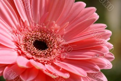 pink gerber with raindrops
