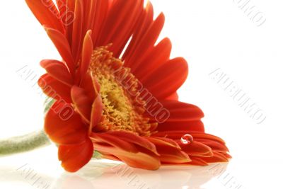 abstract picture of gerber
