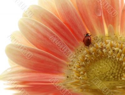 ladybird on gerber daisy with reflection