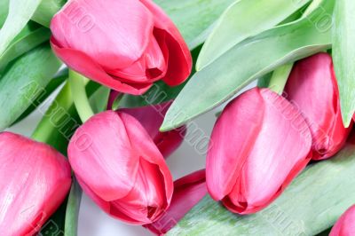 Red tulips
