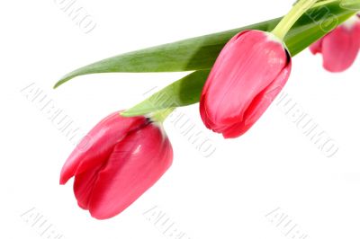 Tulip blooms