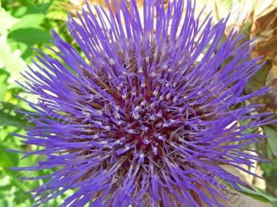 Artichoke in bloom