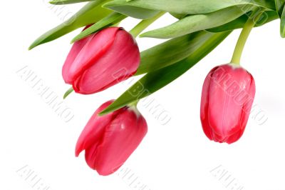 Tulip blossoms