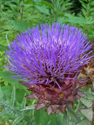 Artichoke