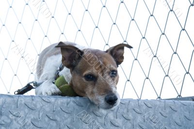 Jack Russel Terier