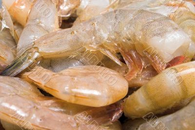 Shrimp
