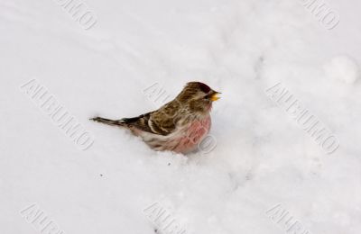 Singing redpoll