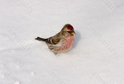 redpoll