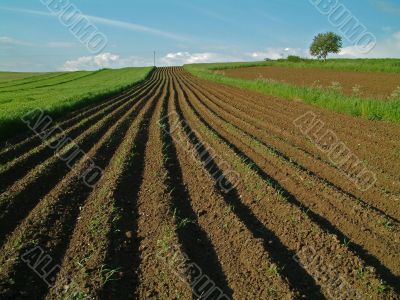 Arable field in spring