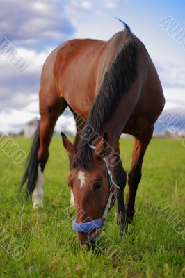bay horse eat green grass