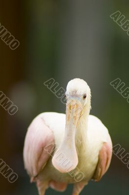 spoonbill