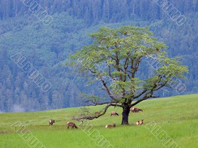 forest meadow