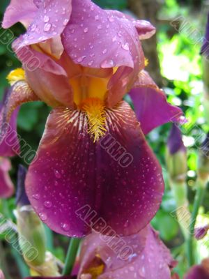 Purple iris with water droplets