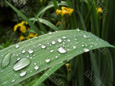 Water droplets on  the iris blade