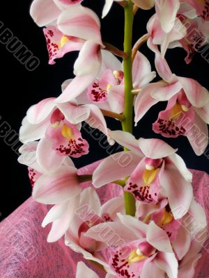 Pink orchid