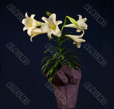 Easter Lily