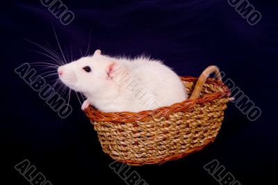 rat in a basket