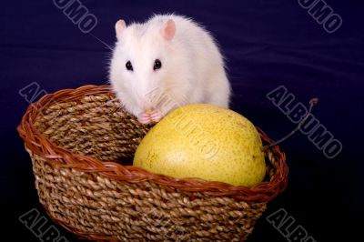 rat and pear