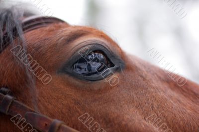 staring Horse`s eye