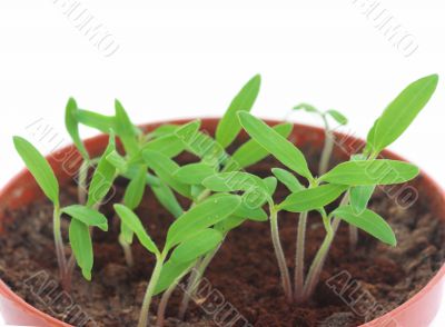 Sprouts