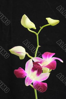 Orchid black