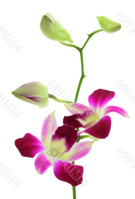 Orchid white