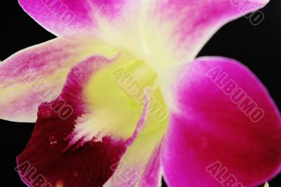 Orchid macro