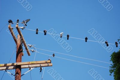 High Voltage Pigeons
