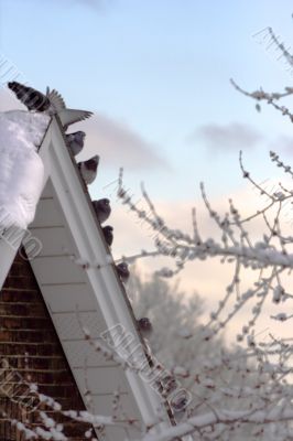 Pigeons on the snow-covered roof