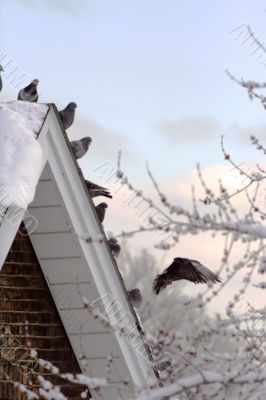 Pigeons on the snow-covered roof