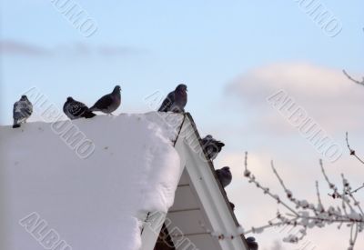 Pigeons on the snow-covered roof