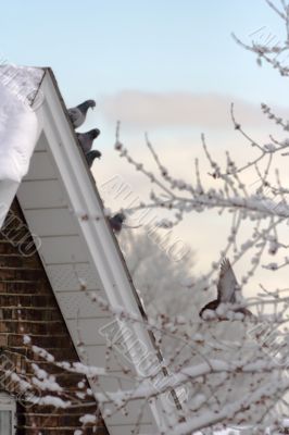 Pigeons on the snow-covered roof