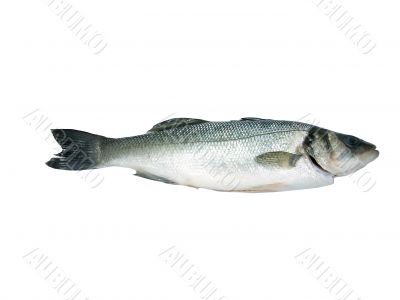 Sea-Bass Isolated Dicentrarchus Labrax