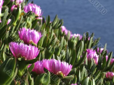 Hottentot close-up