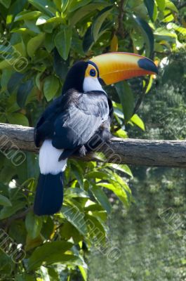 Toucan