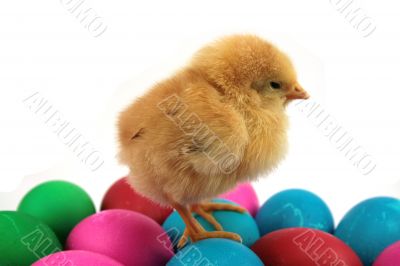 little yellow chicken