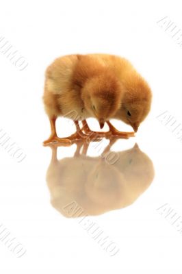 reflection of chickens