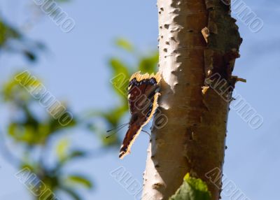 butterfly on a birch