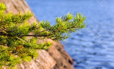 Pine branch