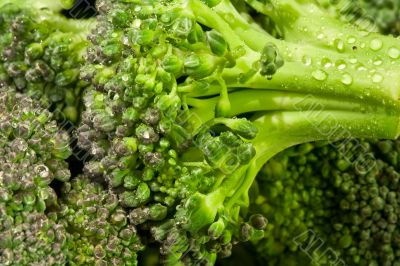 broccoli water
