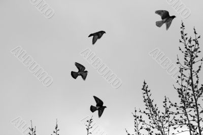 pigeons in flight